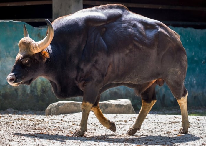 Gaur: Loài lớn nhất và cao nhất trong số các loài gia súc hoang dã - Ảnh 4.