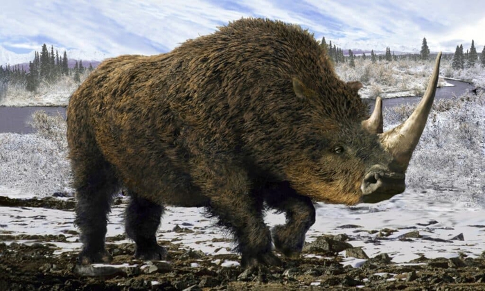 Khám phá loài tê giác cổ đại nặng tới gần 3 tấn với chiếc sừng dài tới 1,5 mét - Ảnh 2.