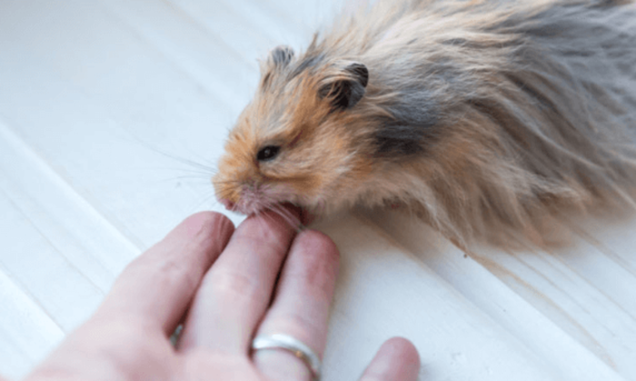 Bị chuột hamster cắn có sao không? Cách xử lý vết thương khi bị chuột cắn - Ảnh 2.
