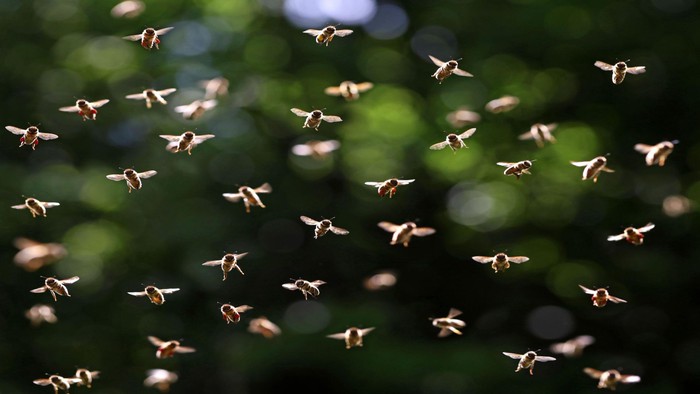Một nghiên cứu mới cho thấy loài ong có khả năng thay đổi thời tiết - Ảnh 1.
