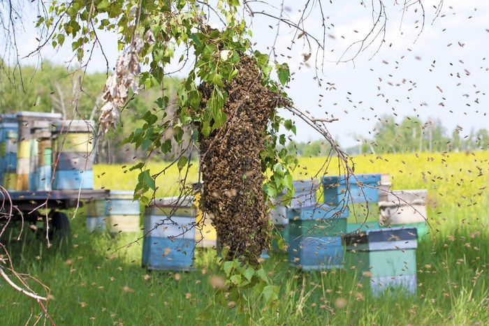 Một nghiên cứu mới cho thấy loài ong có khả năng thay đổi thời tiết - Ảnh 2.