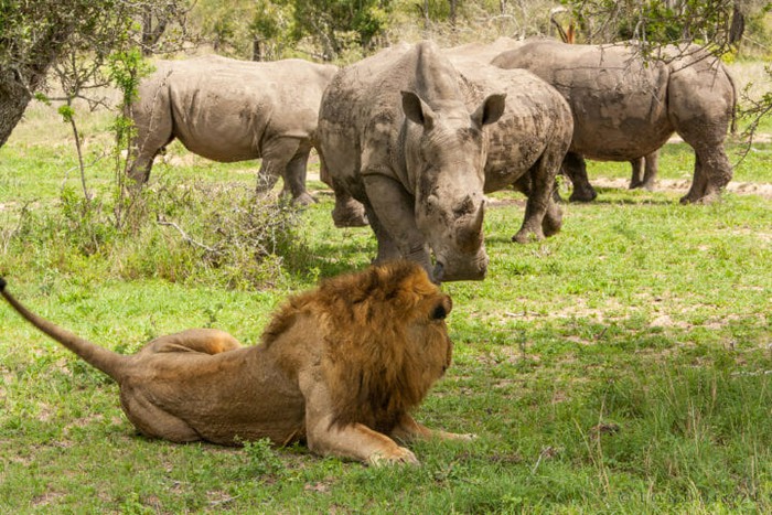 Đâu là loài động vật có thể giết chế được sư tử bên ngoài thiên nhiên hoang dã - Ảnh 3.