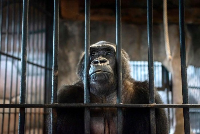 &quot;Con khỉ đột cô đơn nhất thế giới&quot; đã sống trong khu mua sắm Cage trong 30 năm - Ảnh 2.