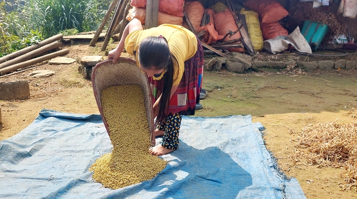 Phụ nữ Tung Chung Phố thoát nghèo nhờ đưa cây đậu tương lên núi  - Ảnh 6.