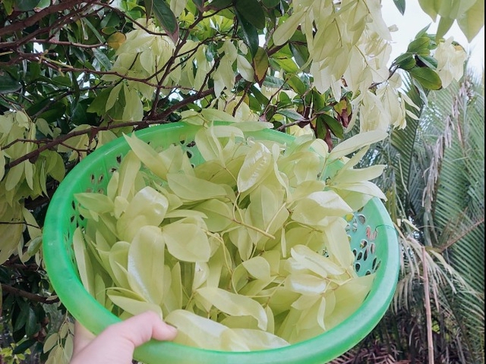 Loại cây lá rụng đầy không ai nhặt lại là đặc sản chỉ có ở miền Tây ...
