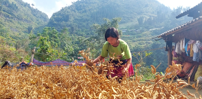 Phụ nữ Tung Chung Phố thoát nghèo nhờ đưa cây đậu tương lên núi  - Ảnh 5.