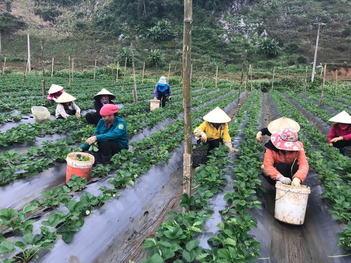 Đa dạng hoạt động nâng cao nhận thức, hỗ trợ phát triển kinh tế cho vùng khó khăn - Ảnh 1.