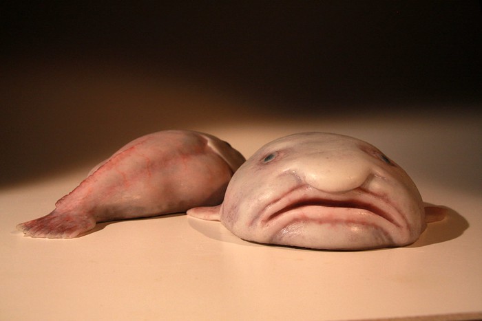 Câu chuyện của cá giọt nước - “loài động vật xấu nhất thế giới&quot; bị hiểu nhầm về hình dạng kỳ dị suốt bao năm   - Ảnh 2.