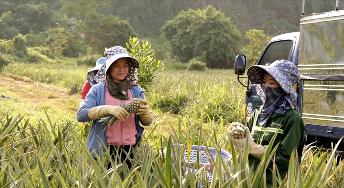 Lai Châu: Phụ nữ làm giàu từ nông nghiệp xanh - Ảnh 1.