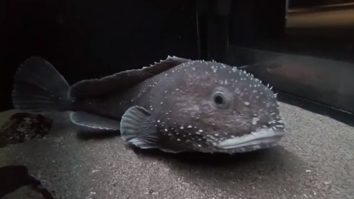 Câu chuyện của cá giọt nước - “loài động vật xấu nhất thế giới&quot; bị hiểu nhầm về hình dạng kỳ dị suốt bao năm   - Ảnh 4.
