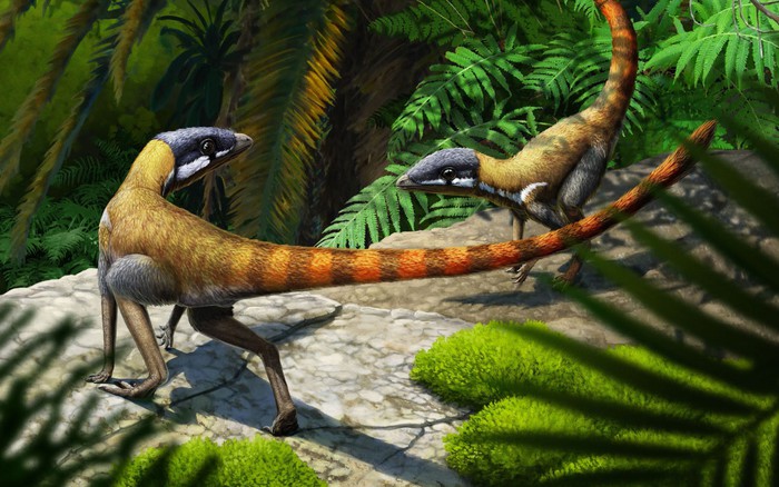 Scleromochlus taylori: Loài bò sát tí họ của kỷ Trias, có họ hàng gần với Pterosaurs - Ảnh 1.