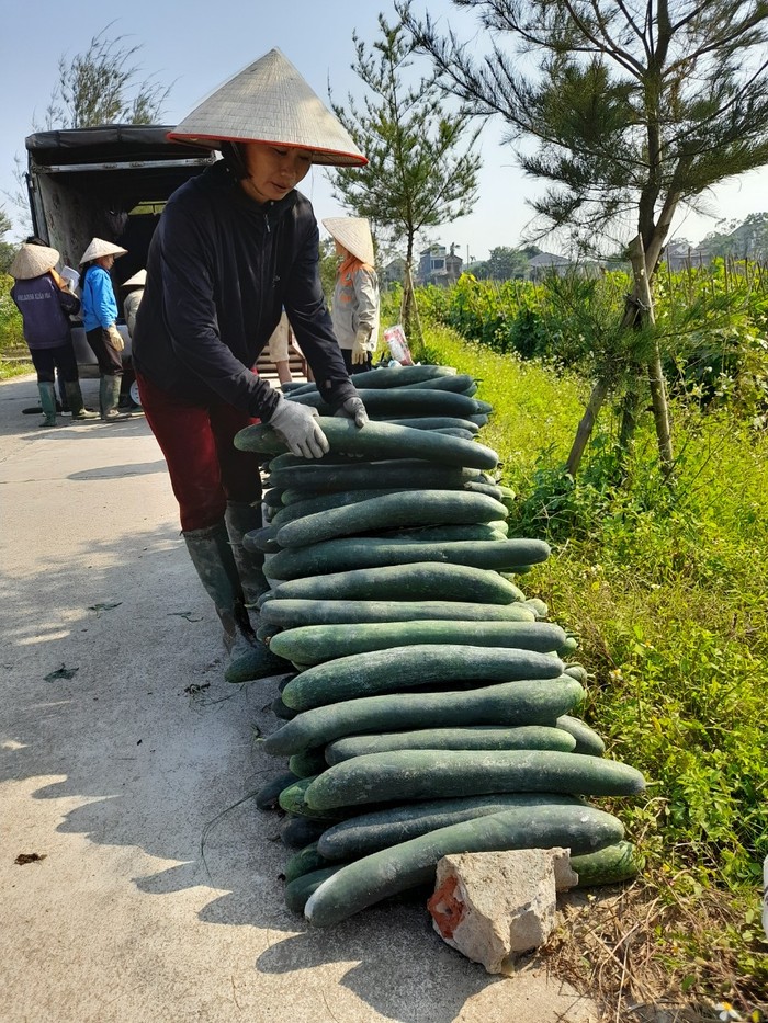 Có "của ăn, của để" từ khi chuyển sang trồng bí xanh - Ảnh 1.