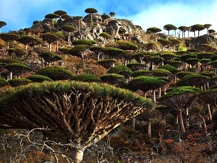 Hòn đảo kỳ lạ chứa loại cây độc đáo bậc nhất hành tinh - Ảnh 3.
