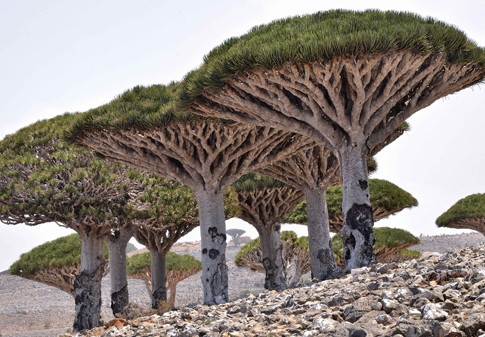 Hòn đảo kỳ lạ chứa loại cây độc đáo bậc nhất hành tinh - Ảnh 2.