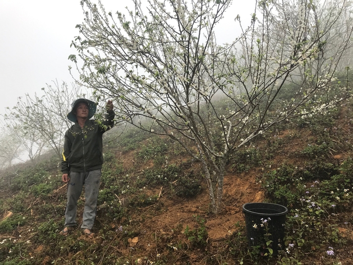 Bí quyết làm giàu trên núi cao của người Mông ở bản Phiêng Cài  - Ảnh 1.