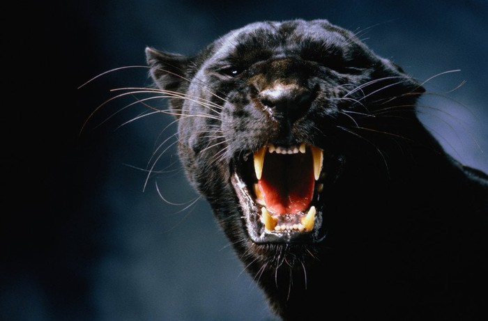 Những sự thật bất ngờ về Black Panther - báo đen! - Ảnh 7.