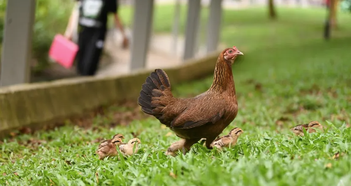 Người Singapore: Hàng xóm của chúng tôi là… gà hoang - Ảnh 1.
