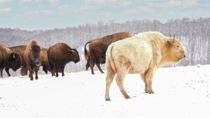 Vì sao bò rừng trắng lại được coi là biểu tượng thiêng liêng của bộ tộc Lakota - Ảnh 3.