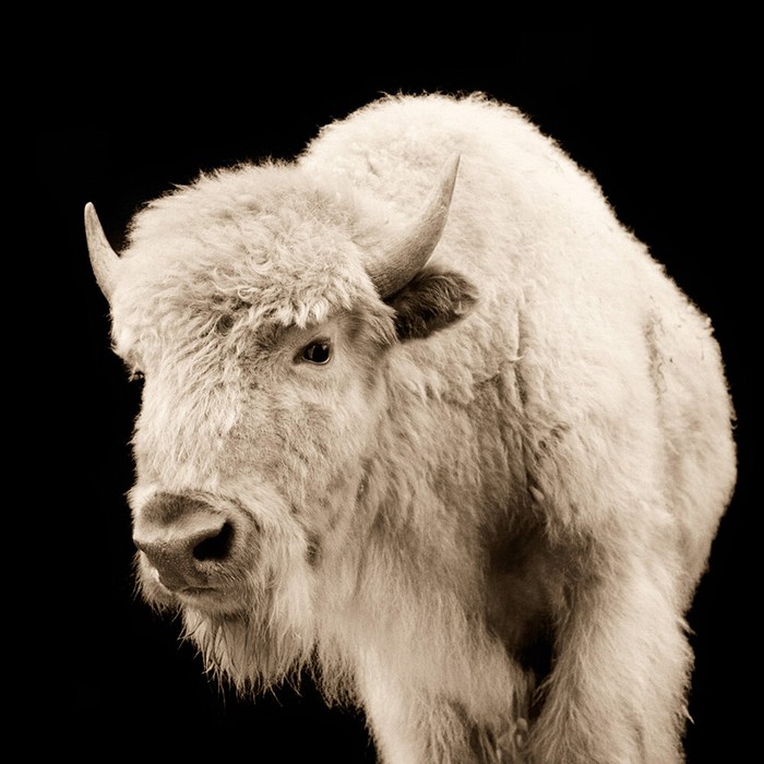 Vì sao bò rừng trắng lại được coi là biểu tượng thiêng liêng của bộ tộc Lakota - Ảnh 1.