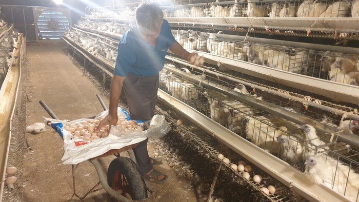 Chia sẻ bí quyết nuôi gà ác lấy trứng, kiếm tiền triệu mỗi ngày  - Ảnh 1.