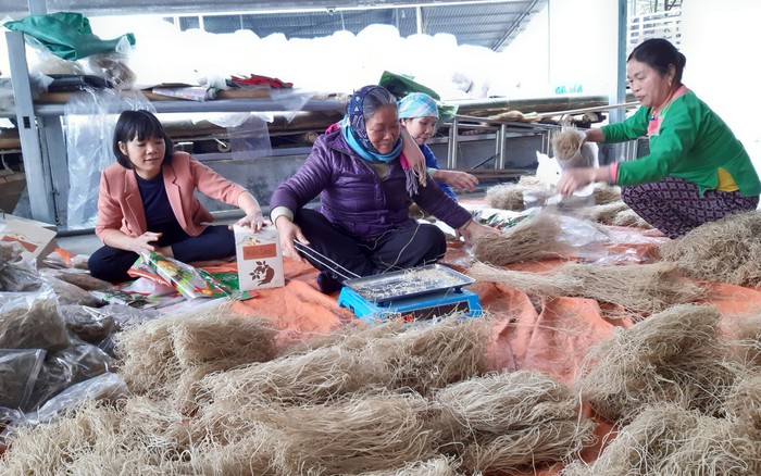 Cơ sở sản xuất miến dong giúp nhiều phụ nữ khó khăn xóa đói giảm nghèo