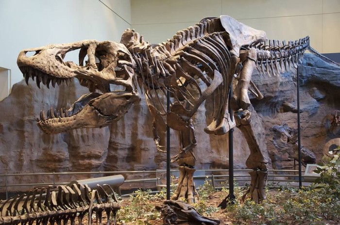 Nghiên cứu mới phát hiện ra rằng khủng long T. Rex có thể lớn hơn 70% so với những gì chúng ta đã biết! - Ảnh 2.