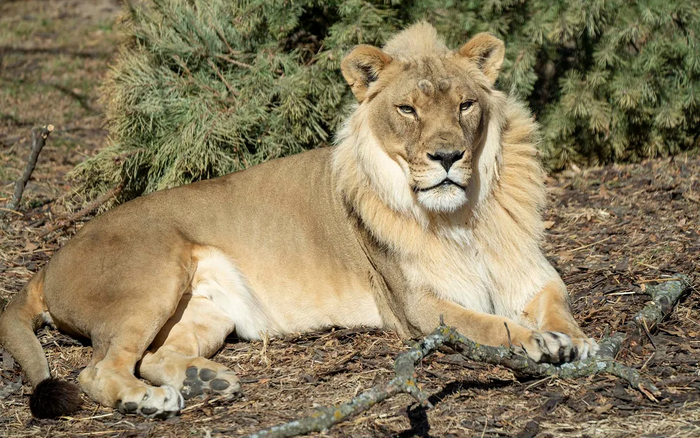 female-lion-grows-mane-kansas-zo-1-16673