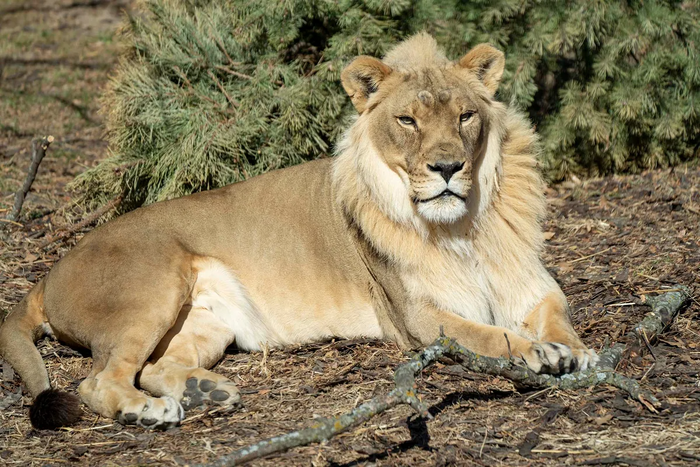 female-lion-grows-mane-kansas-zo-1-16673