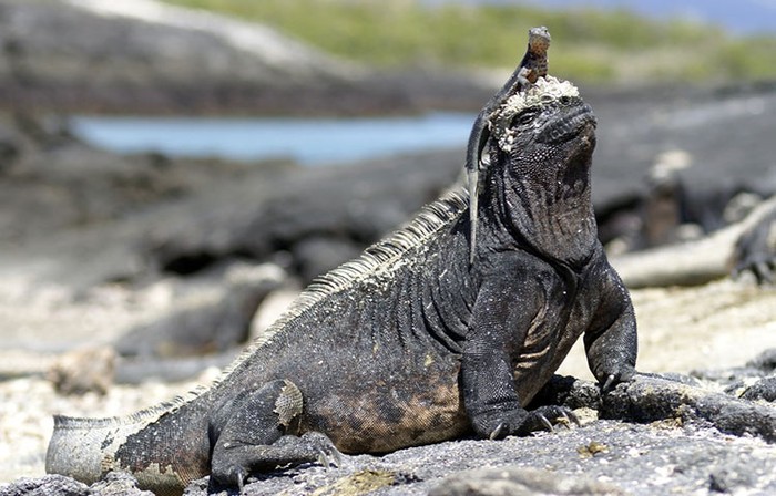 Kỳ nhông biển: Những con thằn lằn có vẻ ngoài giống như Godzilla - Ảnh 6.