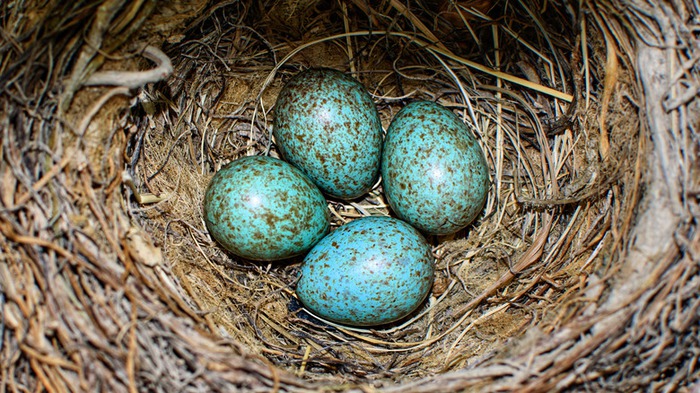 Tại sao một số loài chim lại đẻ trứng có màu xanh? - Ảnh 2.