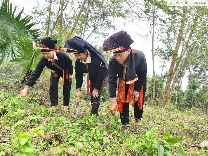 Phụ nữ Chiềng Keng kết nối với thị trường gia vị và nước hoa  - Ảnh 3.