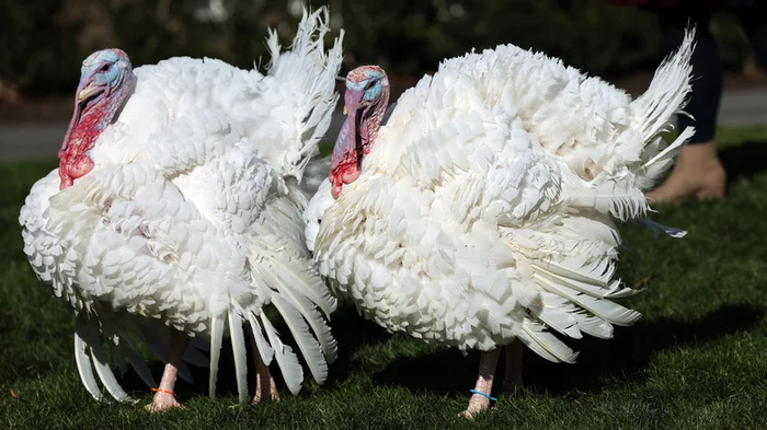 Chuyện gì sẽ xảy ra với những con gà tây say khi được tổng thống Mỹ ân xá mỗi dịp lễ Tạ ơn? - Ảnh 1.