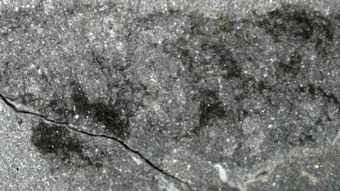 Các nhà khoa học vừa phát hiện ra hóa thạch của một sinh hoàn toàn mới trong một mỏ đá xứ Wales! - Ảnh 3.