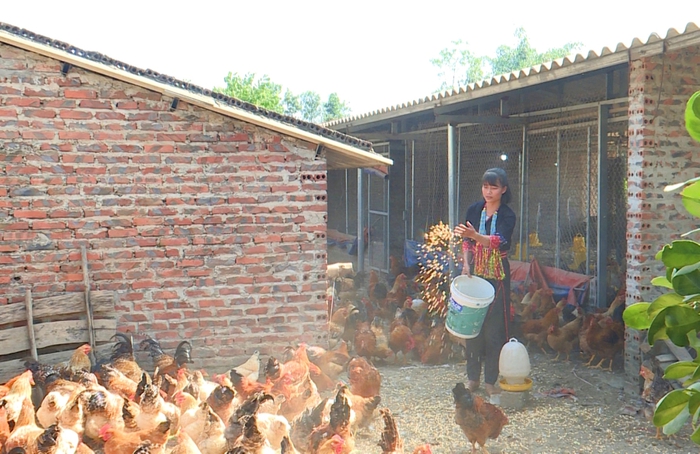Mô hình chăn nuôi gà của gia đình chị Sằn Ngọc Lan, huyện Đầm Hà. Ảnh: Hội LHPN tỉnh Quảng Ninh