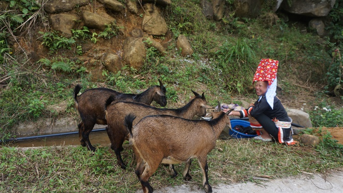 Mô hình nuôi dê sinh sản tại Bình Liêu