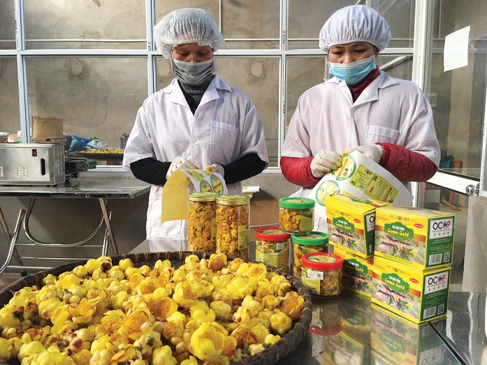 Sản phẩm trà hoa vàng của huyện Ba Chẽ đã đạt chuẩn OCOP