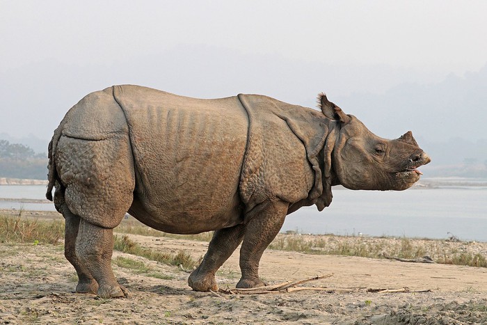 Sừng tê giác đã giảm dần kích thước trong thế kỷ qua - Ảnh 2.