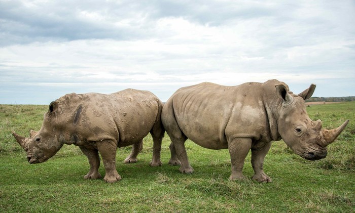 Sừng tê giác đã giảm dần kích thước trong thế kỷ qua - Ảnh 1.