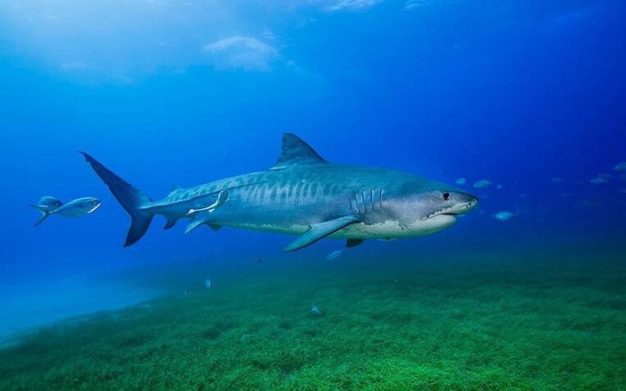 shark-16676300501751506832817-0-0-477-76