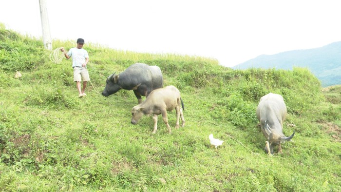 Chăm lo đời sống đồng bào dân tộc thiểu số (Bài cuối): Tạo sinh kế thoát nghèo bền vững - Ảnh 2.