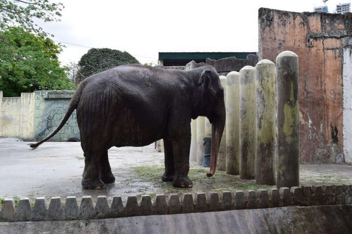 Câu chuyện về chú voi cô độc 40 năm ở Philippines, không ai bầu bạn - Ảnh 2.