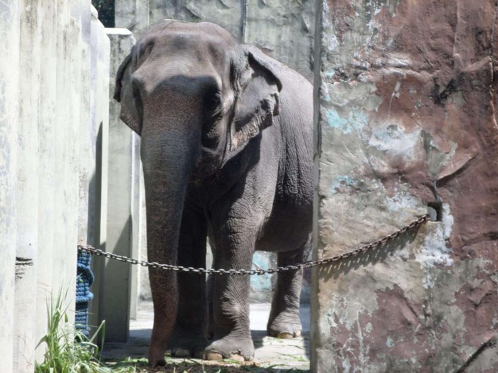Câu chuyện về chú voi cô độc 40 năm ở Philippines, không ai bầu bạn - Ảnh 3.