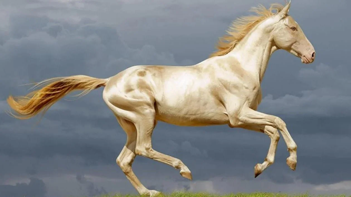 Akhal-Teke: Giống ngựa đẹp mã nhất trên hành tinh của chúng ta - Ảnh 1.