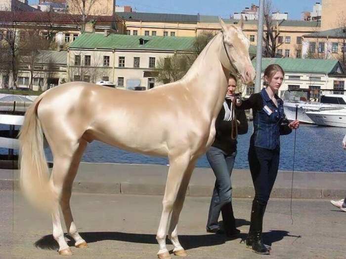 Akhal-Teke: Giống ngựa đẹp mã nhất trên hành tinh của chúng ta - Ảnh 2.