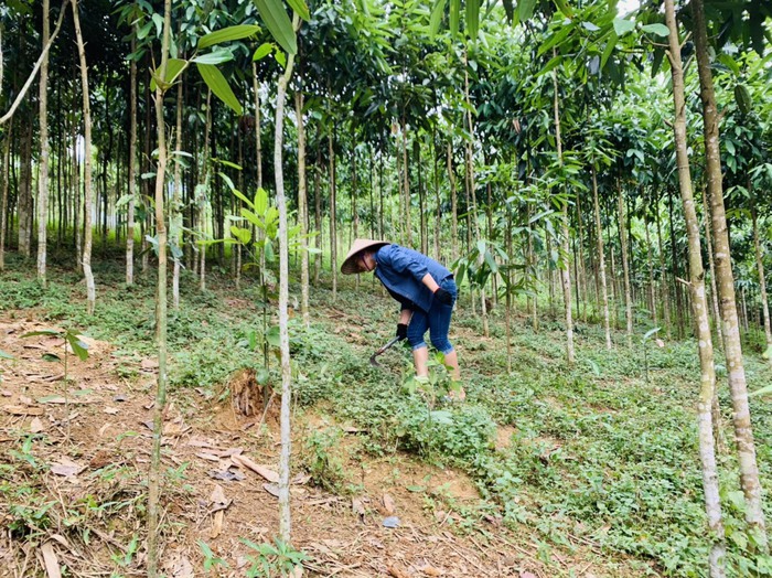 Mô hình kinh tế tổng hợp giúp người phụ nữ vùng cao thoát nghèo - Ảnh 1.