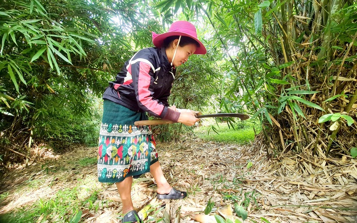 Rau rừng đặc sản giúp người dân Ma Coong thoát nghèo - Ảnh 2.