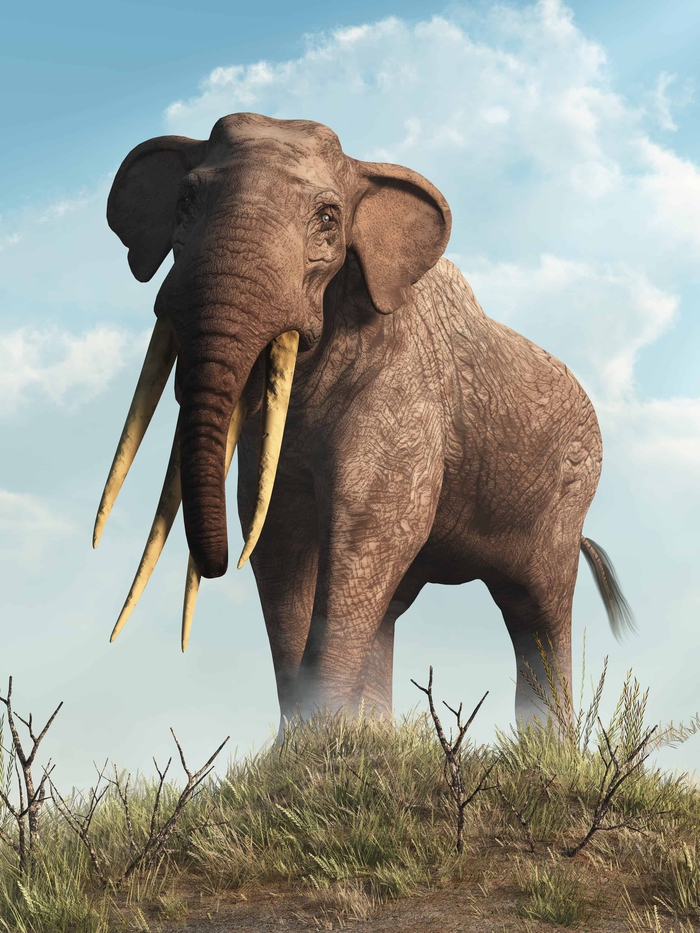 Gomphotheres: Loài voi cổ đại sở hữu đến 4 chiếc ngà - Ảnh 1.