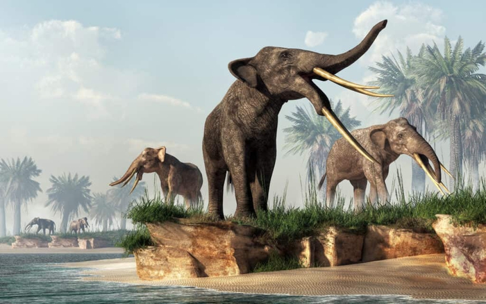 Gomphotheres: Loài voi cổ đại sở hữu đến 4 chiếc ngà - Ảnh 2.