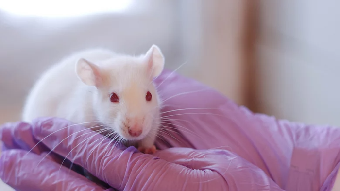 Tại sao loài chuột lại được lựa chọn để tham gia vào các thí nghiệm khoa học? - Ảnh 2.