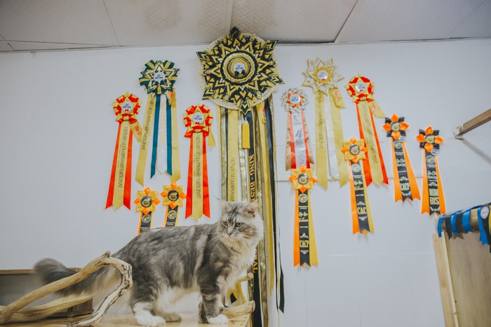 Hành trình đoạt giải cuộc thi sắc đẹp của… mèo: Được chăm như hoàng thượng, tập thể dục mỗi ngày - Ảnh 1.